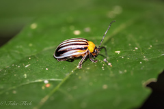 Oides tigrina