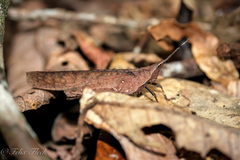 Desmoptera truncatipennis