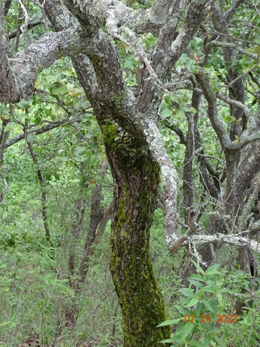 Quercus elliptica