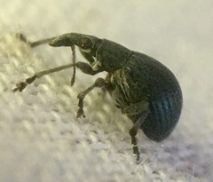 Oxystoma craccae