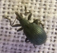 Oxystoma craccae
