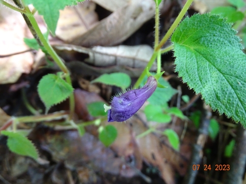 Achimenes hintoniana (Achimenes hintoniana)