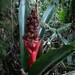 Hohenbergiopsis guatemalensis - Photo (c) darmozrac, μερικά δικαιώματα διατηρούνται (CC BY), uploaded by darmozrac