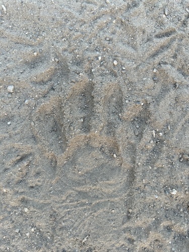 Raccoon Tracks – NatureTracking