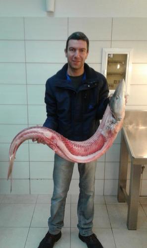 Triakidae