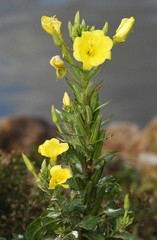 Oenothera oakesiana