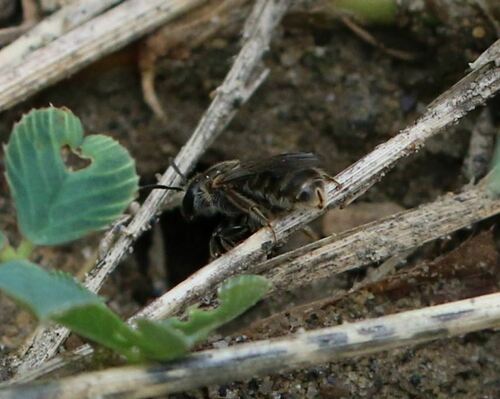 Lasioglossum limbellum