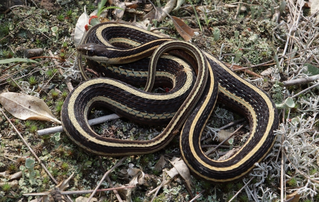 Northern Ribbon Snake from Rifle River Recreation Area on July 25, 2023 ...