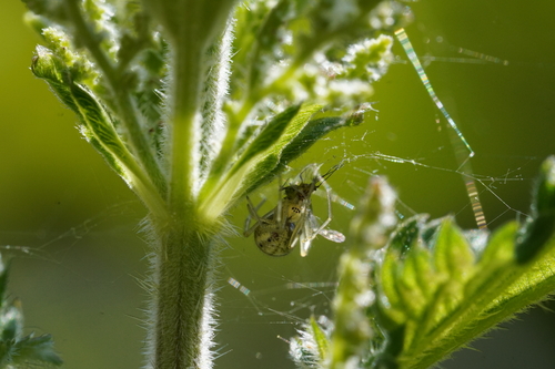 Common candy-striped spider, Westerpark, Amsterdam, Netherlands, photo 8 of 10