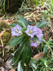 Gentiana cephalantha