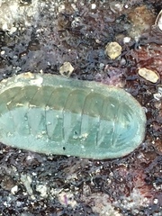 Tripoplax regularis