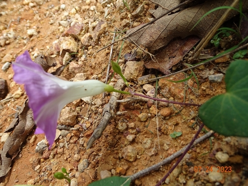 Image of Ipomoea orizabensis by (c) Abraham Sánchez Romero, some rights reserved (CC BY)