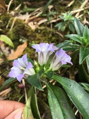 Gentiana cephalantha