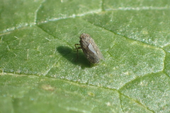 Euscelidius variegatus