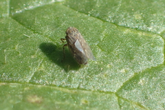 Euscelidius variegatus