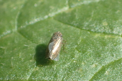 Euscelidius variegatus