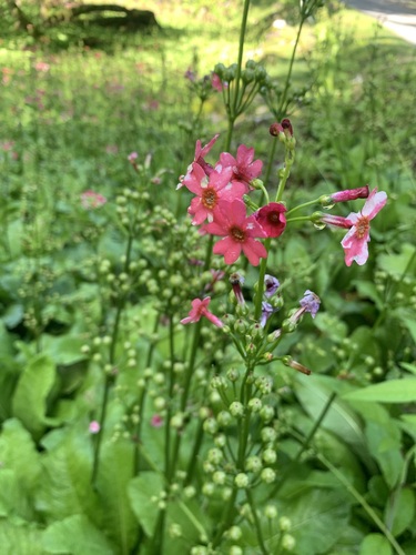 Image of Primula japonica by (c) 岸本年郎, some rights reserved (CC BY)