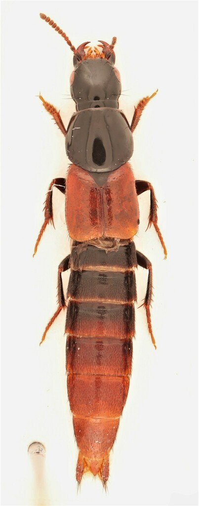 Quedius bicoloris