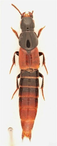 Bicoloured Rove Beetle