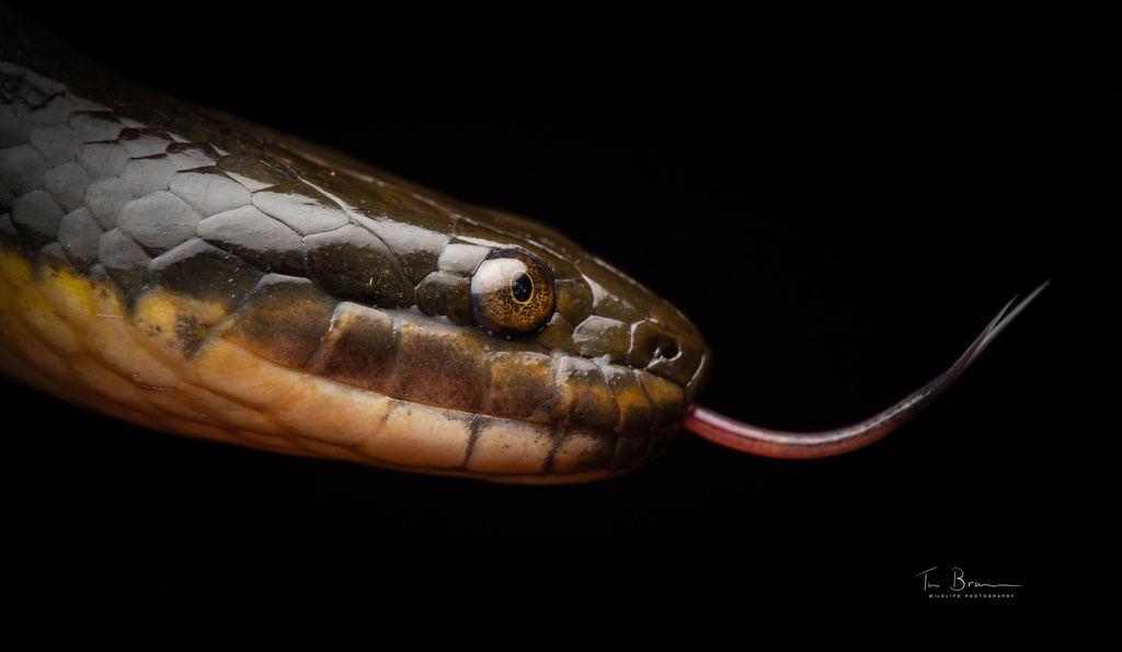 Mlanje White-Bellied Water-Snake
