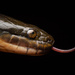 Mlanje White-bellied Water Snake - Photo (c) Tim Brammer, some rights reserved (CC BY-NC), uploaded by Tim Brammer
