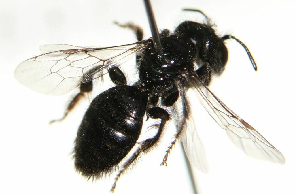 Panurgus dentipes