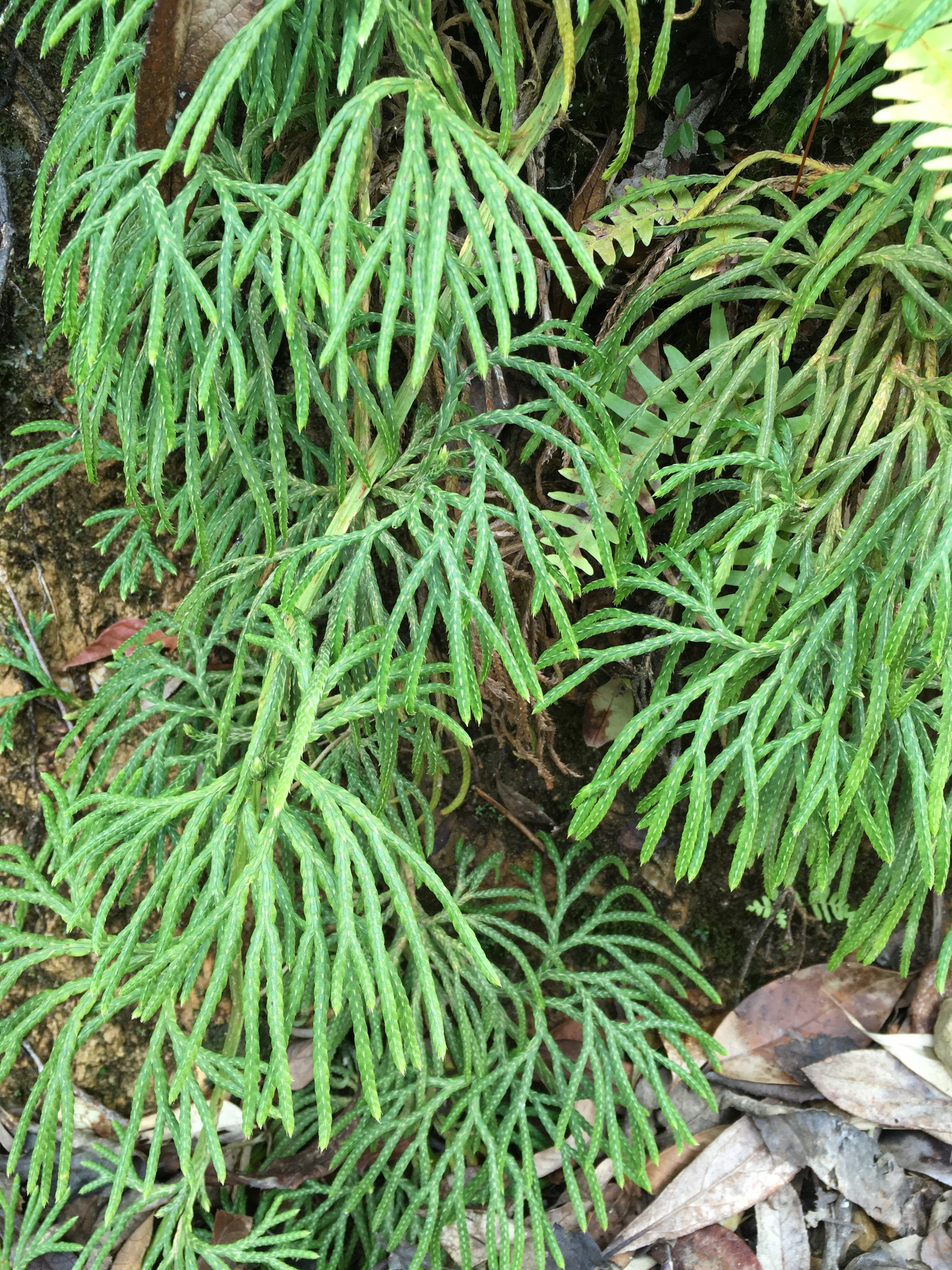 Diphasiastrum complanatum — ảnh 2