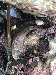 Vermetoidea