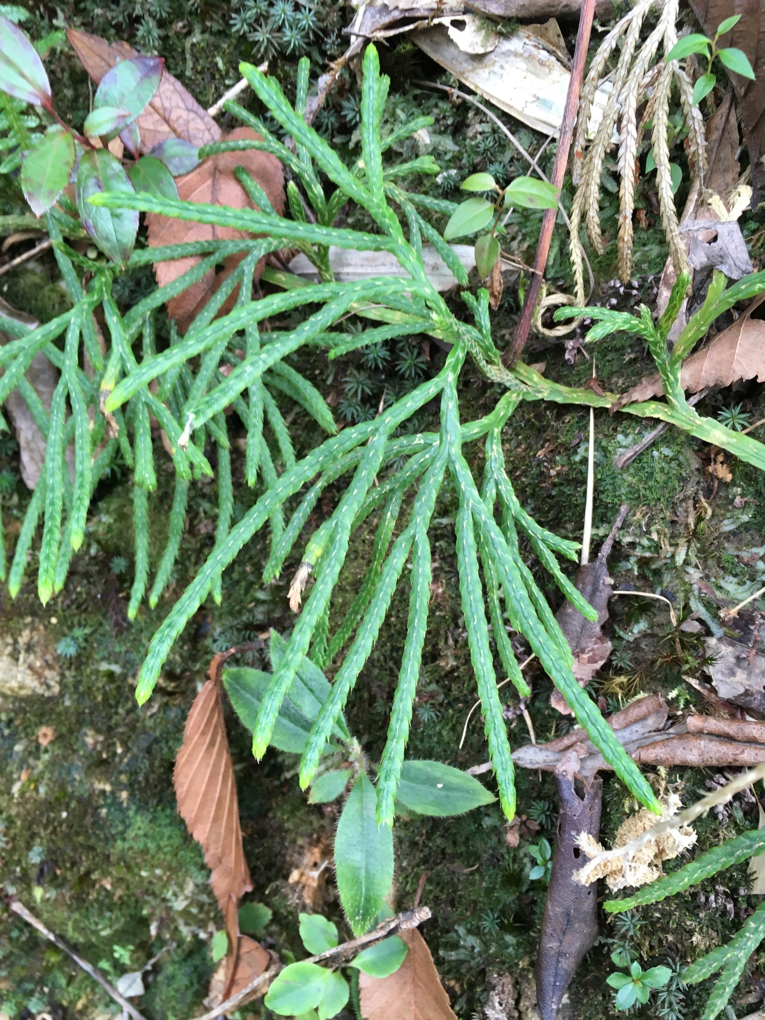Diphasiastrum complanatum (Diphasiastrum complanatum)