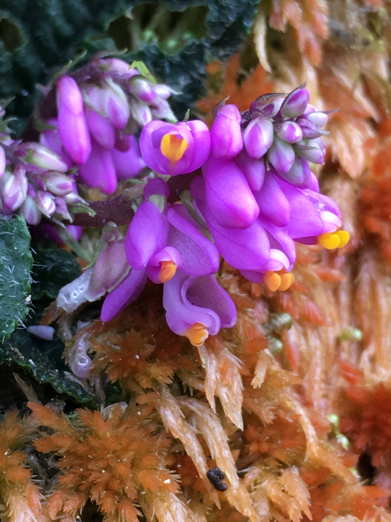 Polygala saxicola (Polygala saxicola)