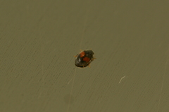 Diomus notescens