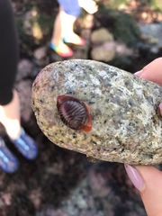 Pseudopusula californiana