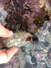 Pseudopusula californiana