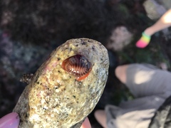 Pseudopusula californiana