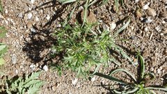 Langloisia setosissima