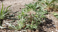 Langloisia setosissima