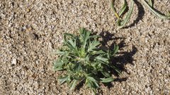 Langloisia setosissima