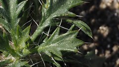 Langloisia setosissima