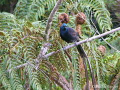 Astrapia mayeri