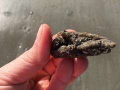 Phragmatopoma caudata