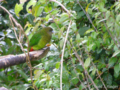 Brehm's Tiger-Parrot photo 3