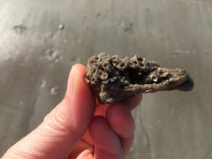 Phragmatopoma caudata