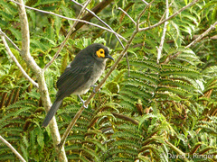 Melipotes fumigatus