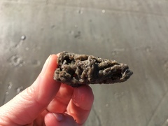 Phragmatopoma caudata