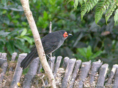 Melipotes fumigatus