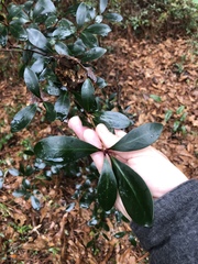 Ternstroemia gymnanthera