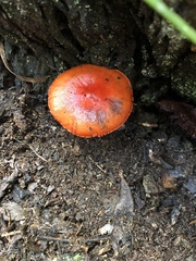 Cortinarius cramesinus