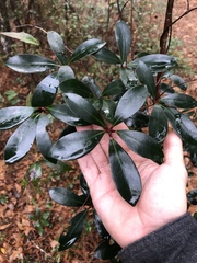 Ternstroemia gymnanthera