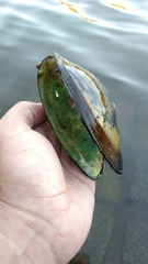 Anodontites trapesialis