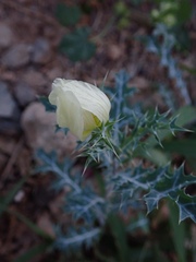 Argemone ochroleuca image